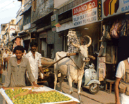 Delhi 1987